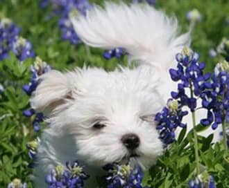 maltese-puppy-in-field-with-purple-flowers